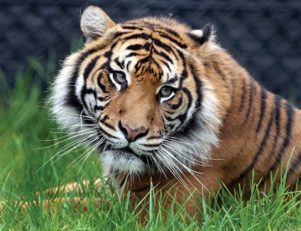 Symbio Wildlife Park Tiger